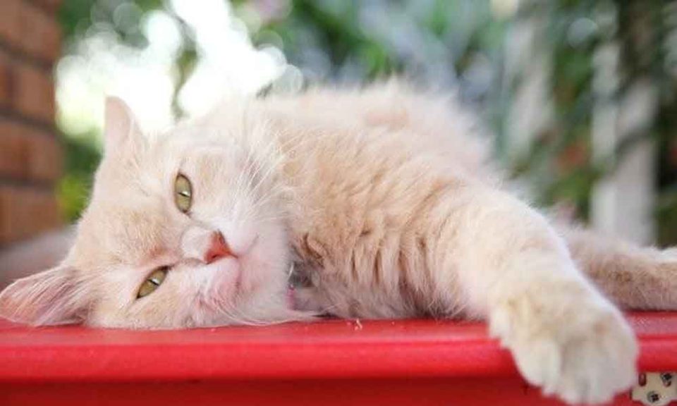 Cat with Vision Problems